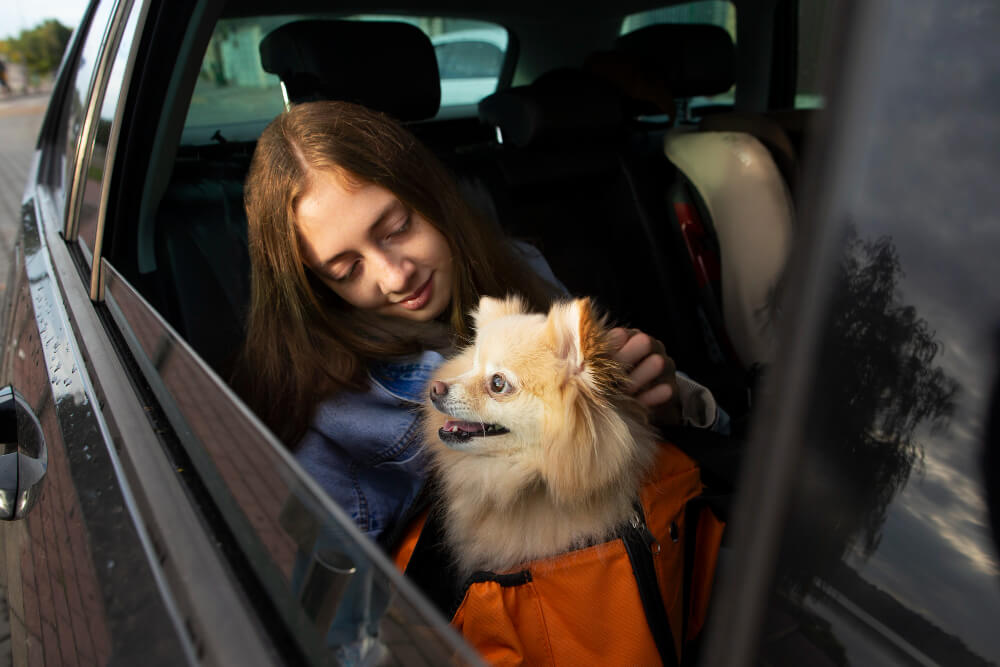 Pet Taxi